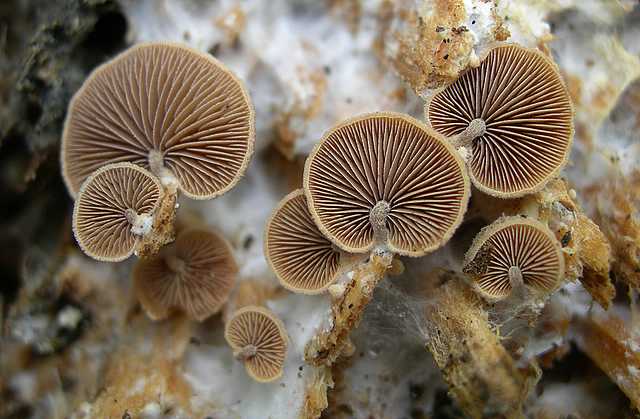 Una peziza nel sacco e altre specie primaverili